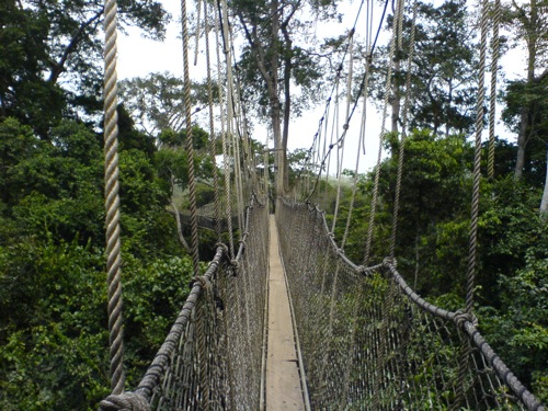 canopy walkway kakum national park