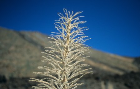 Vertrocknetes Vegetation am Teide